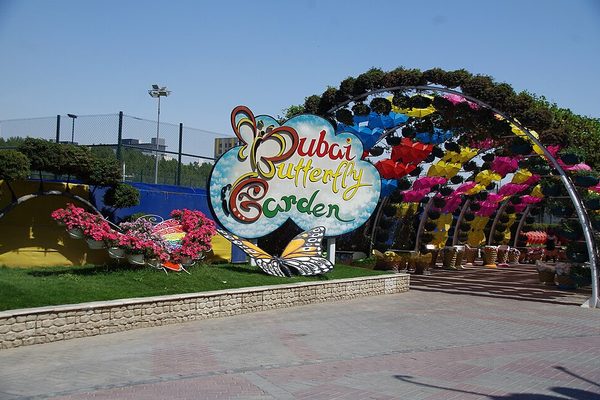 VAE-dubai-butterfl-01